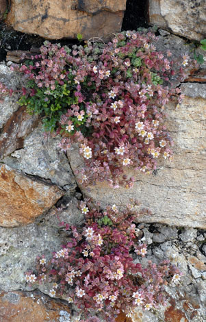 Sedum dasyphyllum whole