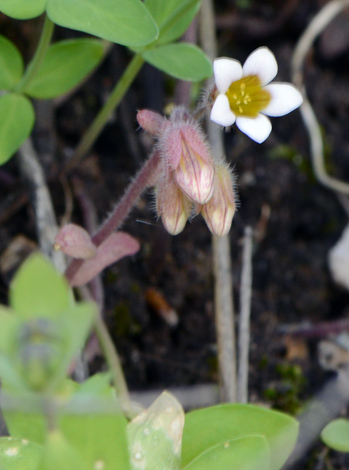 Sedum mucizonia close
