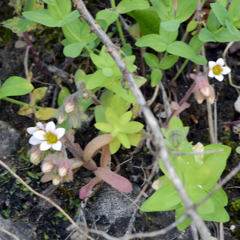 Sedum mucizonia whole