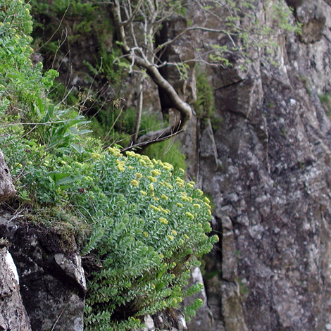 Sedum rosea habitat