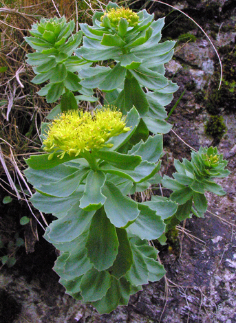 Sedum rosea close