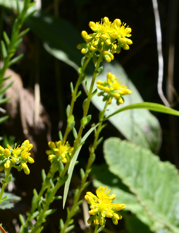 Sedum rupestre close