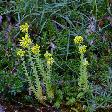 Sedum rupestre whole