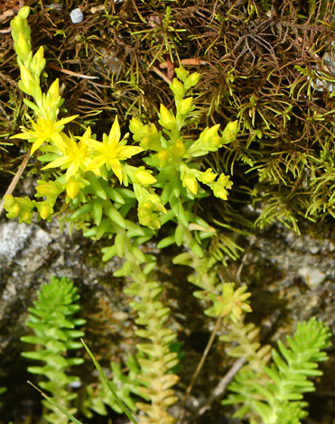 Sedum sexangulare close