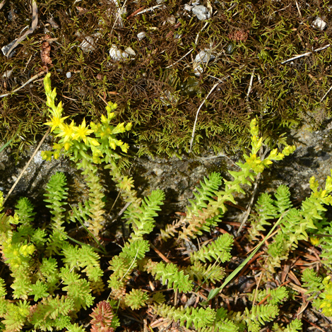 Sedum sexangulare whole