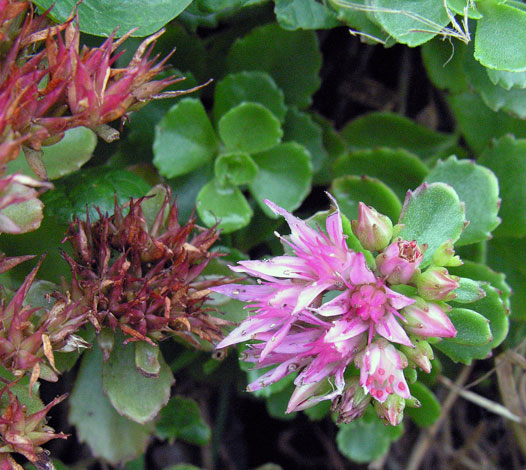 Sedum spurium