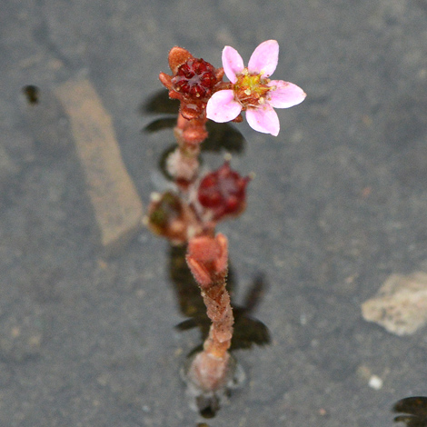 Sedum villosum flower