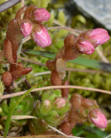 Sedum villosum buds