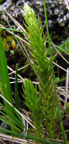 Selaginella selaginoides close