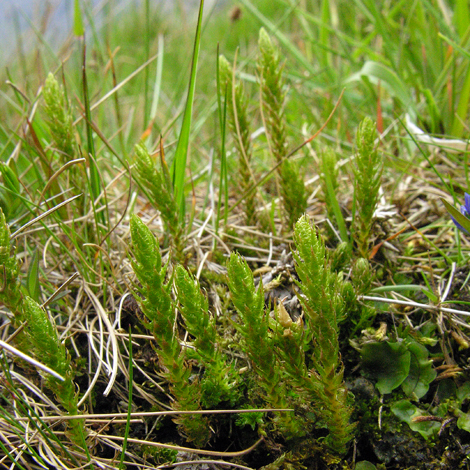 Selaginella selaginoides whole