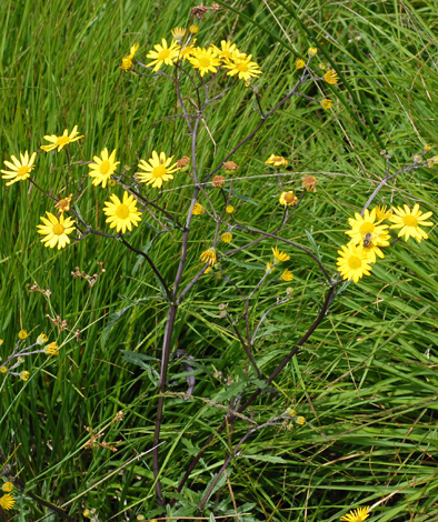 Senecio aquaticus whole