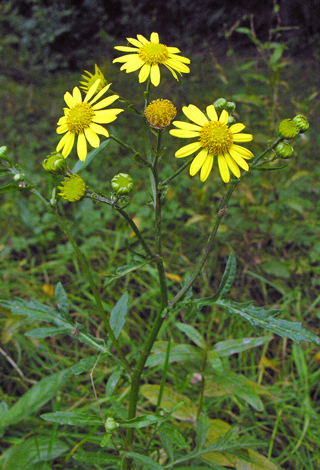 Senecio aquaticus close