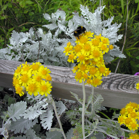 Senecio cineraria whole