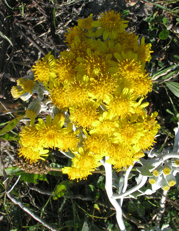 Senecio cineraria close