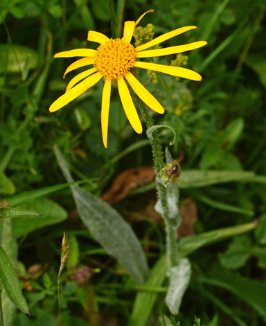 Senecio doronicum close
