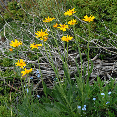 Senecio doronicum whole