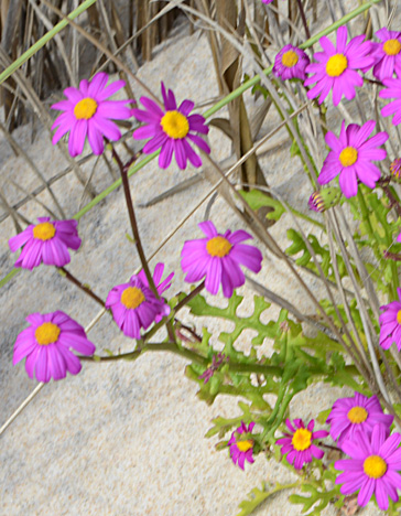 Senecio elegans close