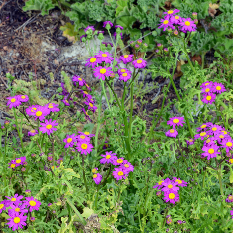Senecio elegans whole