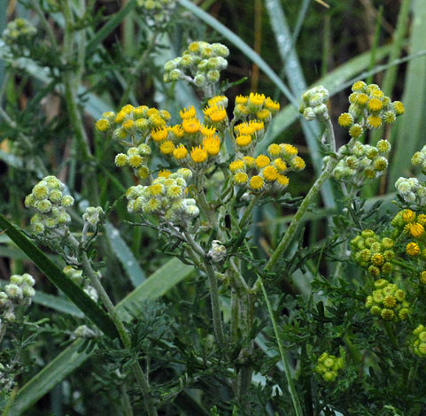 Senecio erucifolius