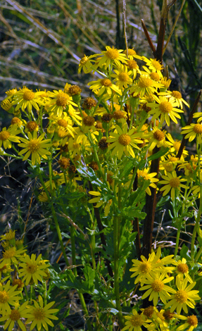 Senecio jacobaea close