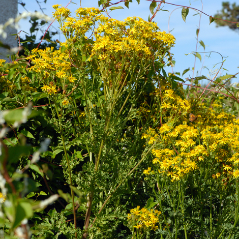 Senecio jacobaea whole
