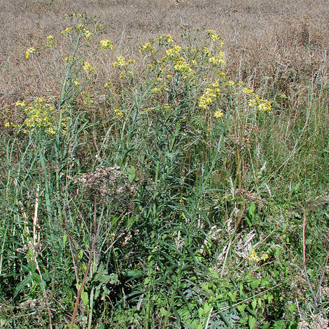 Seenecio paludosus whole