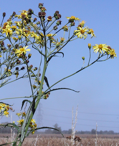 Seenecio paludosus close