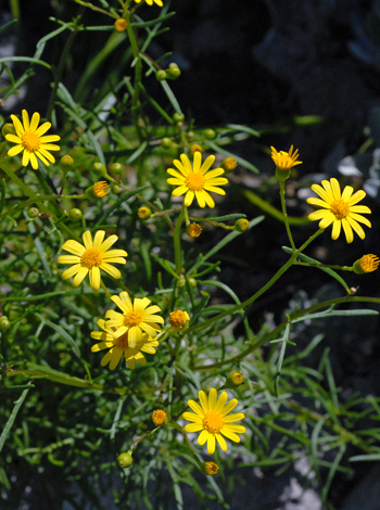 Senecio pinnatifolius close
