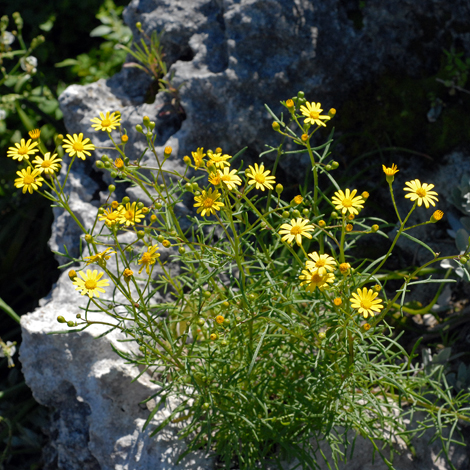 Senecio pinnatifolius whole