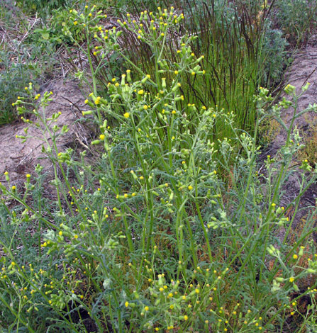 Senecio sylvaticus whole
