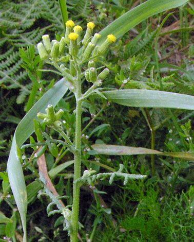 Senecio sylvaticus close