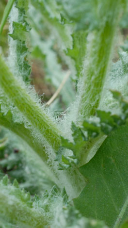 Senecio vernalis hairs