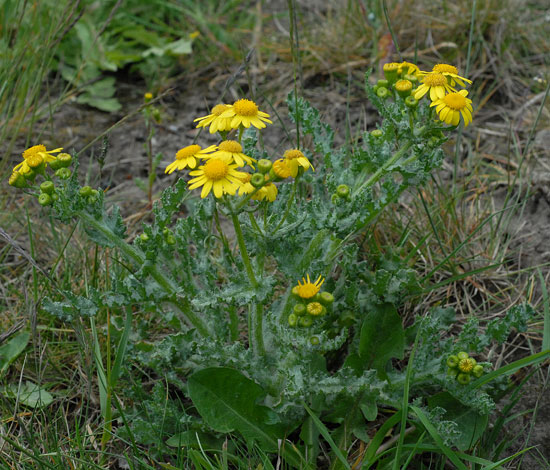 Senecio vernalis whole