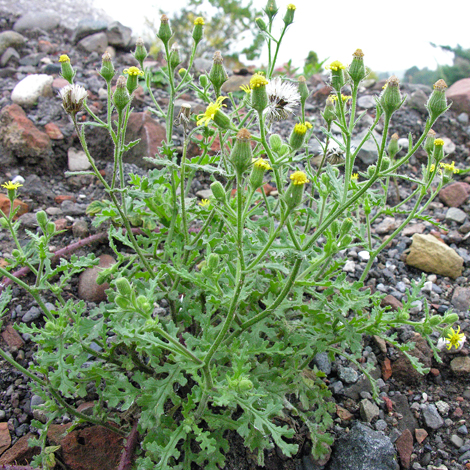 Senecio viscosus whole