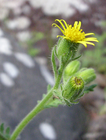 Senecio viscosus close