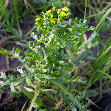 Senecio vulgaris whole