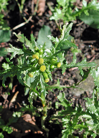 Senecio vulgaris top view