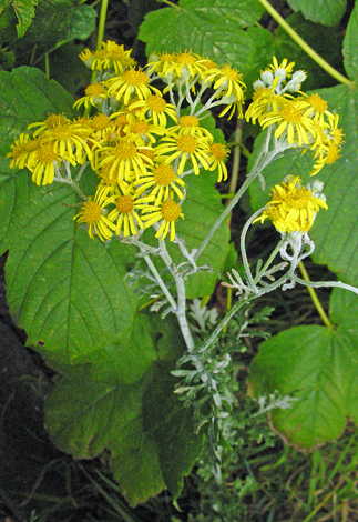 Senecio x albescens whole