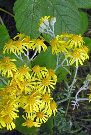 Senecio x albescens close