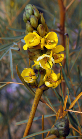 Senna artemisioides close