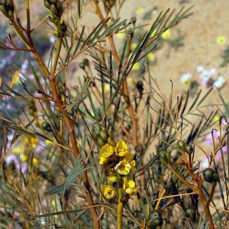 Senna artemisioides whole