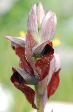 Serapias cordigera close