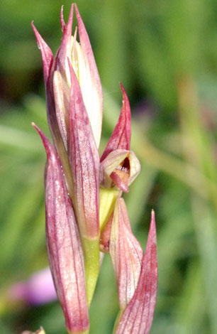 Serapias parviflora close
