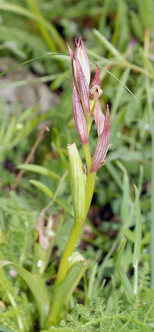 Serapias parviflora whole