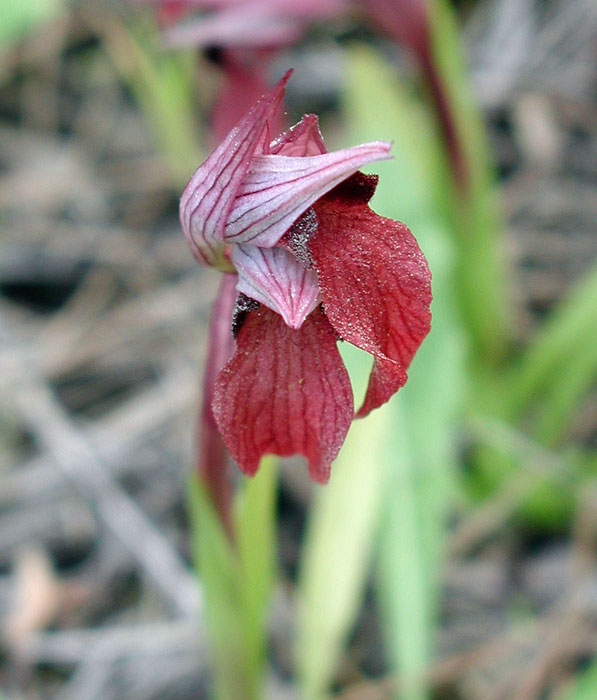 Serapias vomeracea ssp orientalis