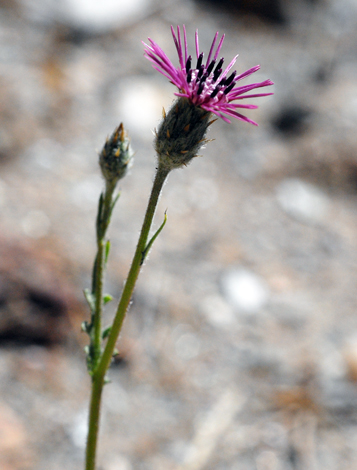 Serratula pinnafitida close