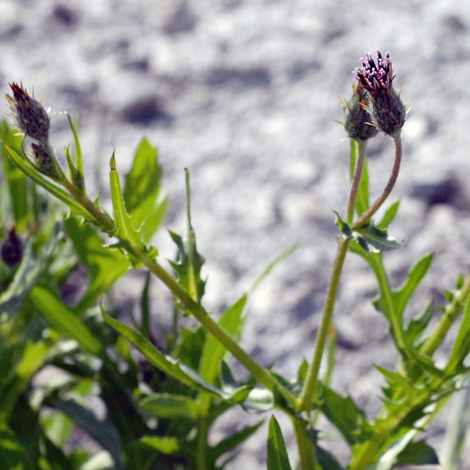 Serratula pinnafitida whole