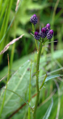 Serratula tinctoria buds