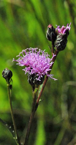 Serratula tinctoria close