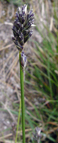 Sesleria caerulea close